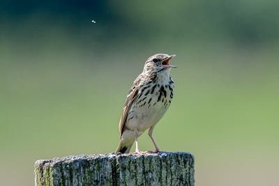 Cri, bruit, chant du Pipit des arbres