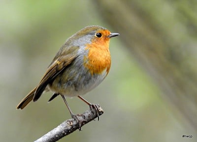 Cri, bruit, son du Rougegorge familier