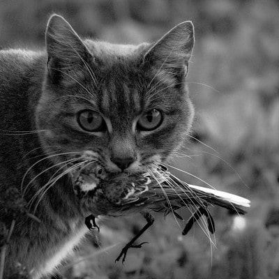 Le chat domestique est le principal prédateur des oiseaux des jardins