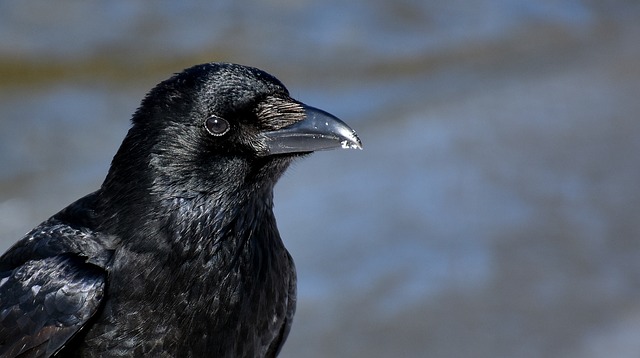 Le corbeau, oiseau très intelligent capable d'utiliser des outils