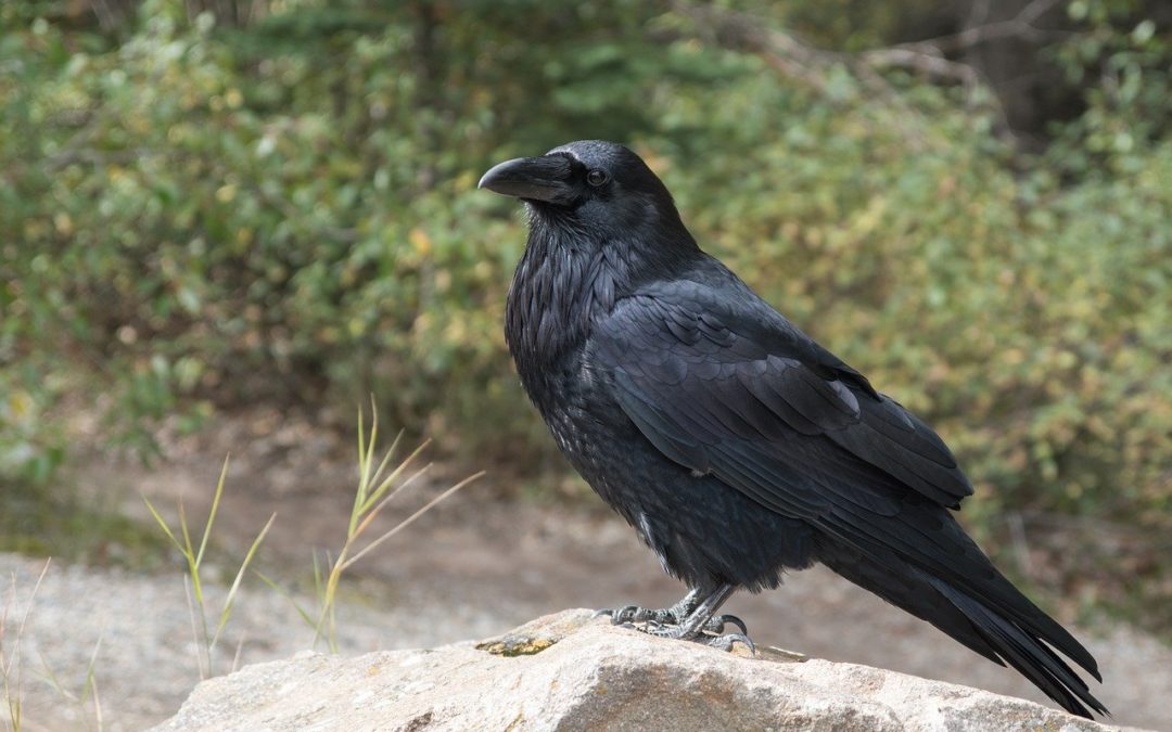 Le corbeau, cet oiseau aux capacités cognitives incroyables