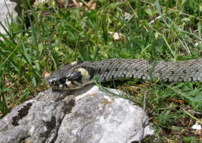 La couleuvre a collier est un serpent qui ne possède pas de venin