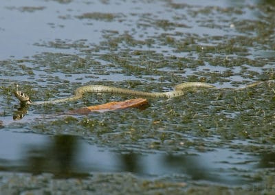 Une couleuvre à collier nage sur un étang, serpent aquatique