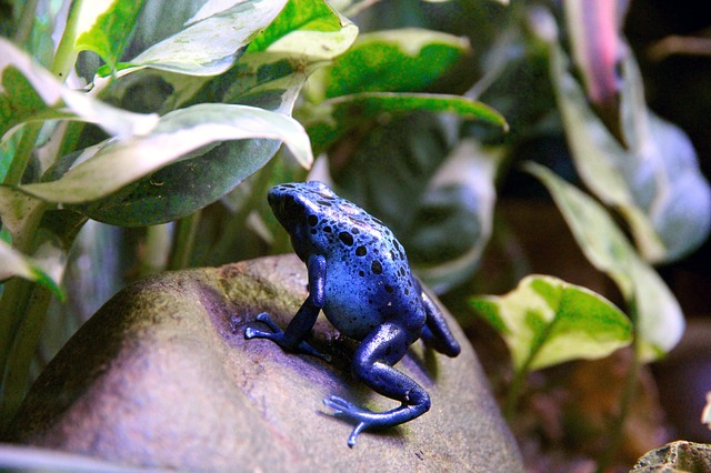 Dendrobate bleu, grenouille venimeuse au venin puissant