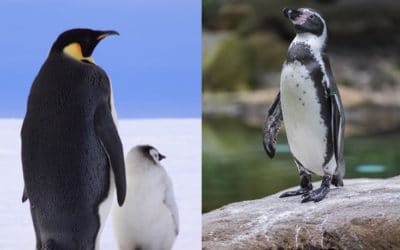 Manchot ou pingouin : quelle différence ?