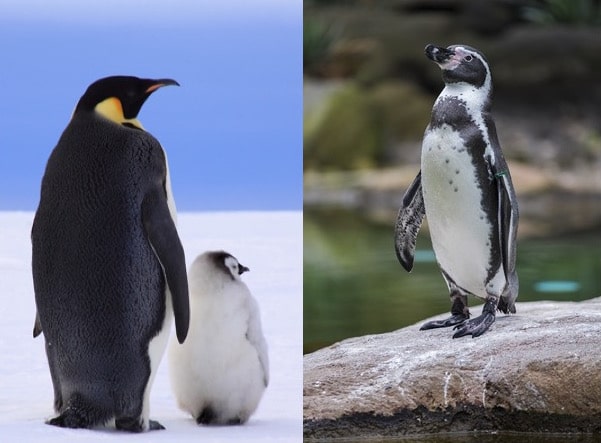 Manchot ou pingouin : quelle différence ?