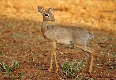 Le dik-dik, antilope naine du continent africain