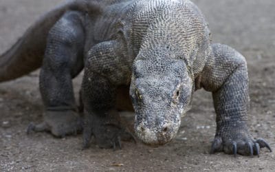 Dragon de Komodo : 5 faits étonnants à savoir