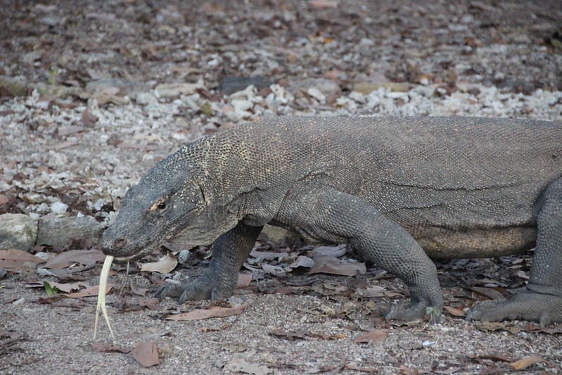 Le varan de Komodo est un reptile venimeux