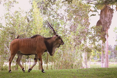 Eland de Derby, la plus grande antilope d'Afrique