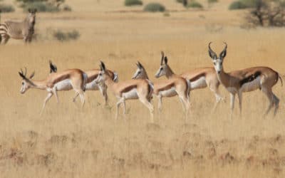 Focus sur 5 espèces d’antilopes africaines