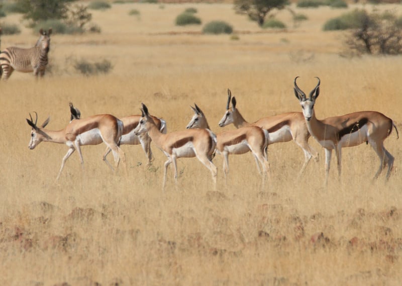 Focus sur 5 espèces d’antilopes africaines