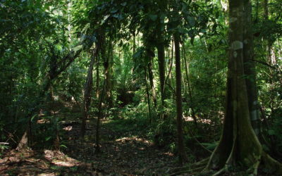 Ces animaux indispensables à la régénération des forêts