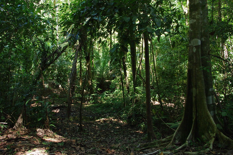 Ces animaux indispensables à la régénération des forêts