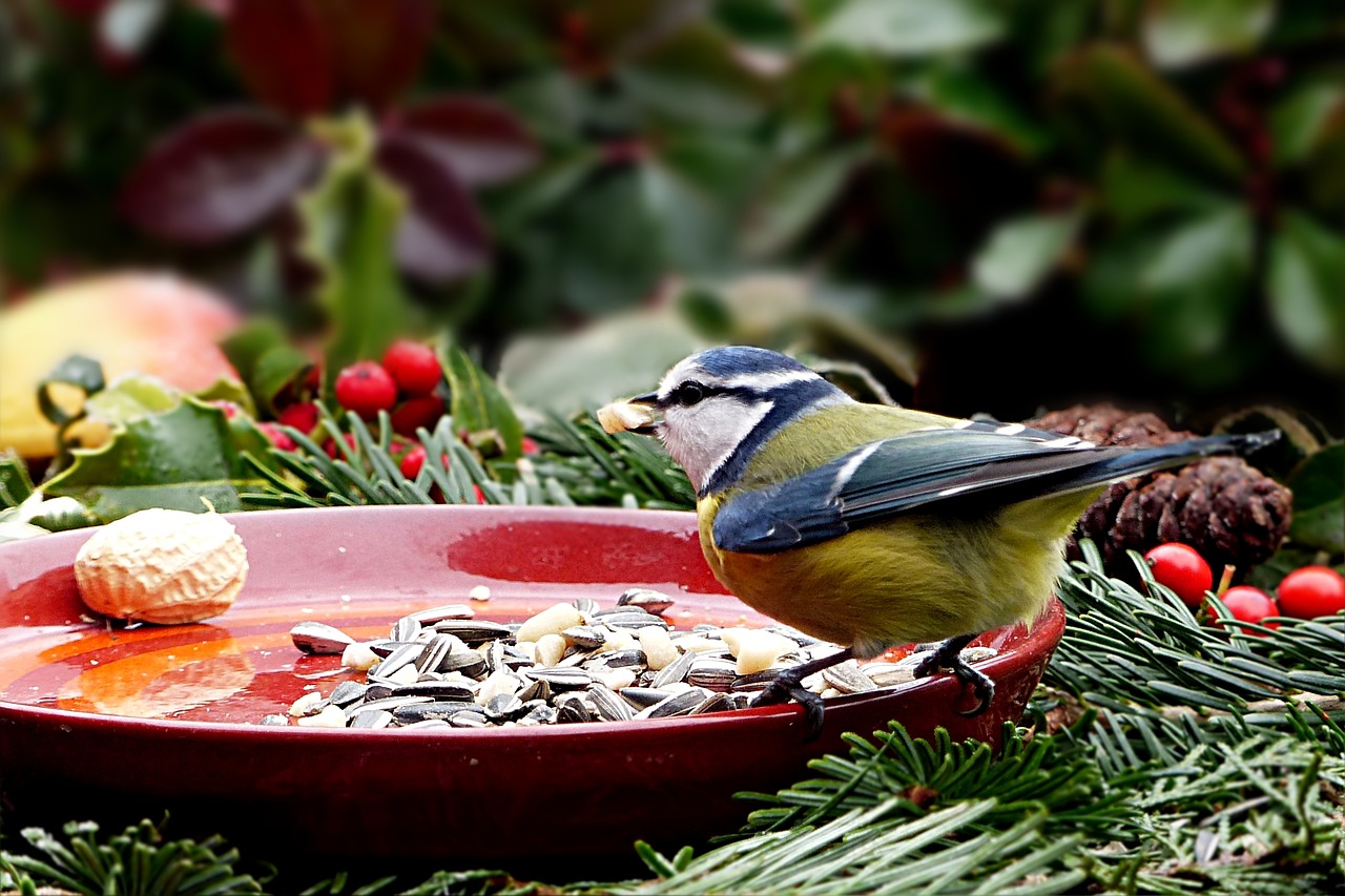 Graines pour nourrir les oiseaux des jardins