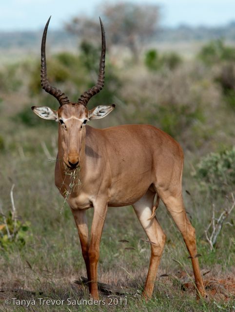 L'hirola, antilope africaine en danger de disparition