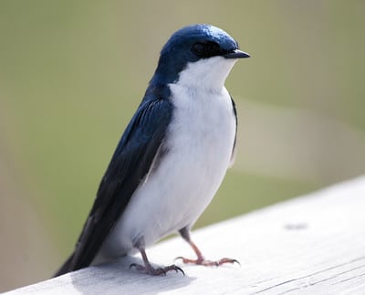 Hirondelle de fenêtre posée