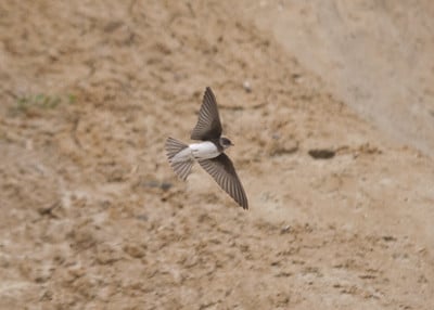 Hirondelle de rivage en vol