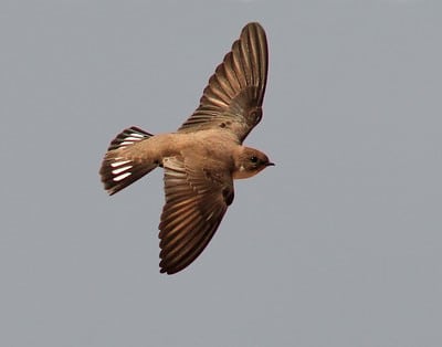 Hirondelle de rochers en vol