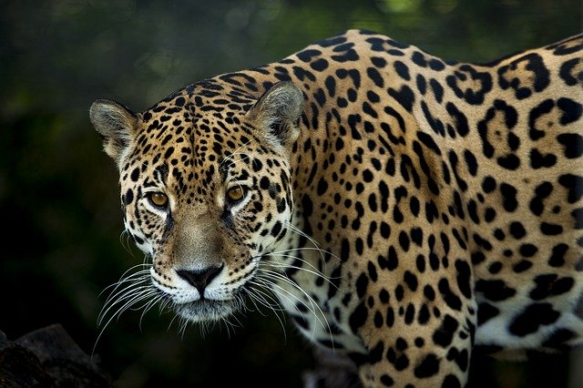 Jaguar, félin carnivore d'Amazonie
