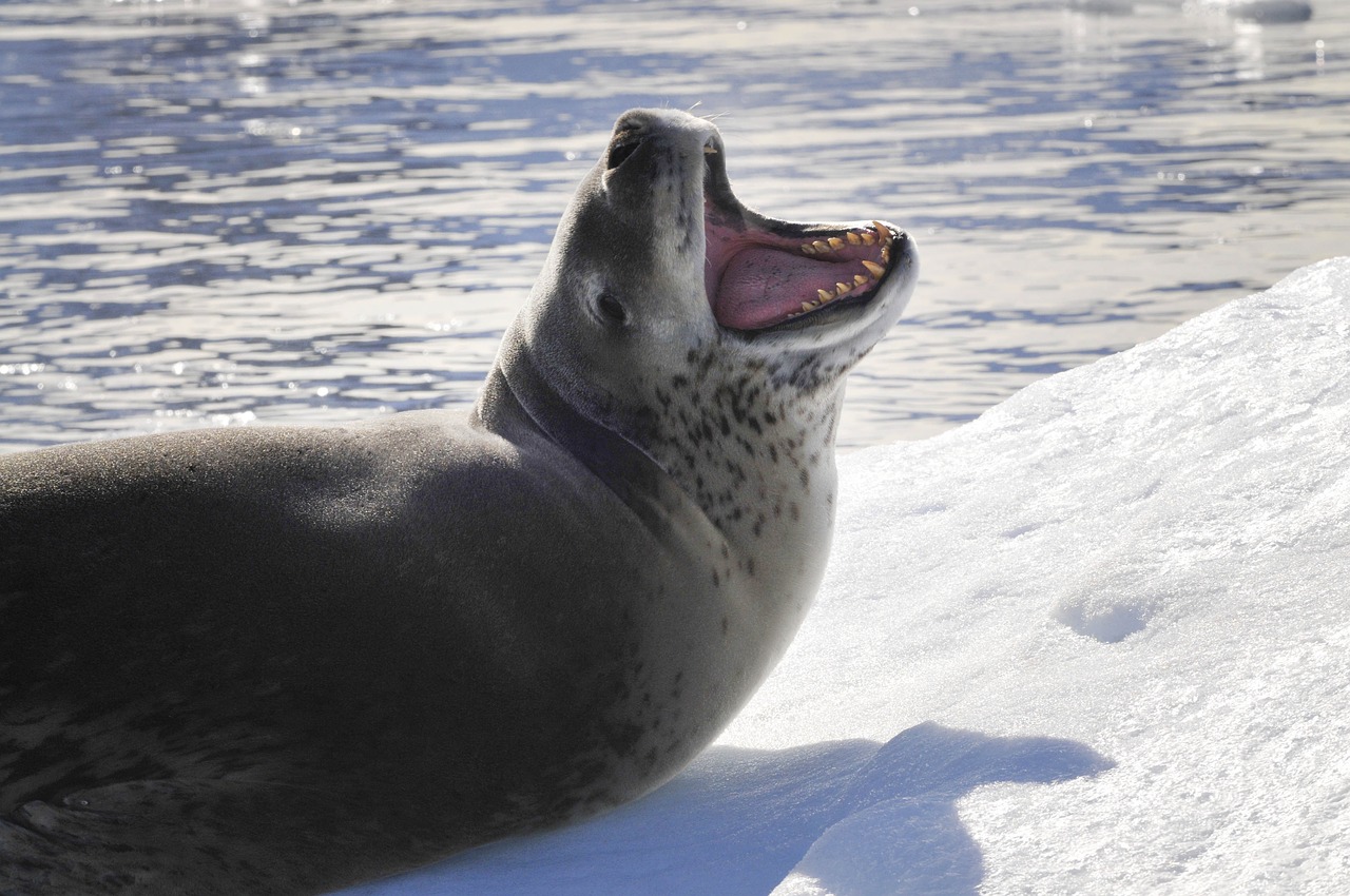 Le léopard des neiges, mammifère marin carnivore du Pôle Sud