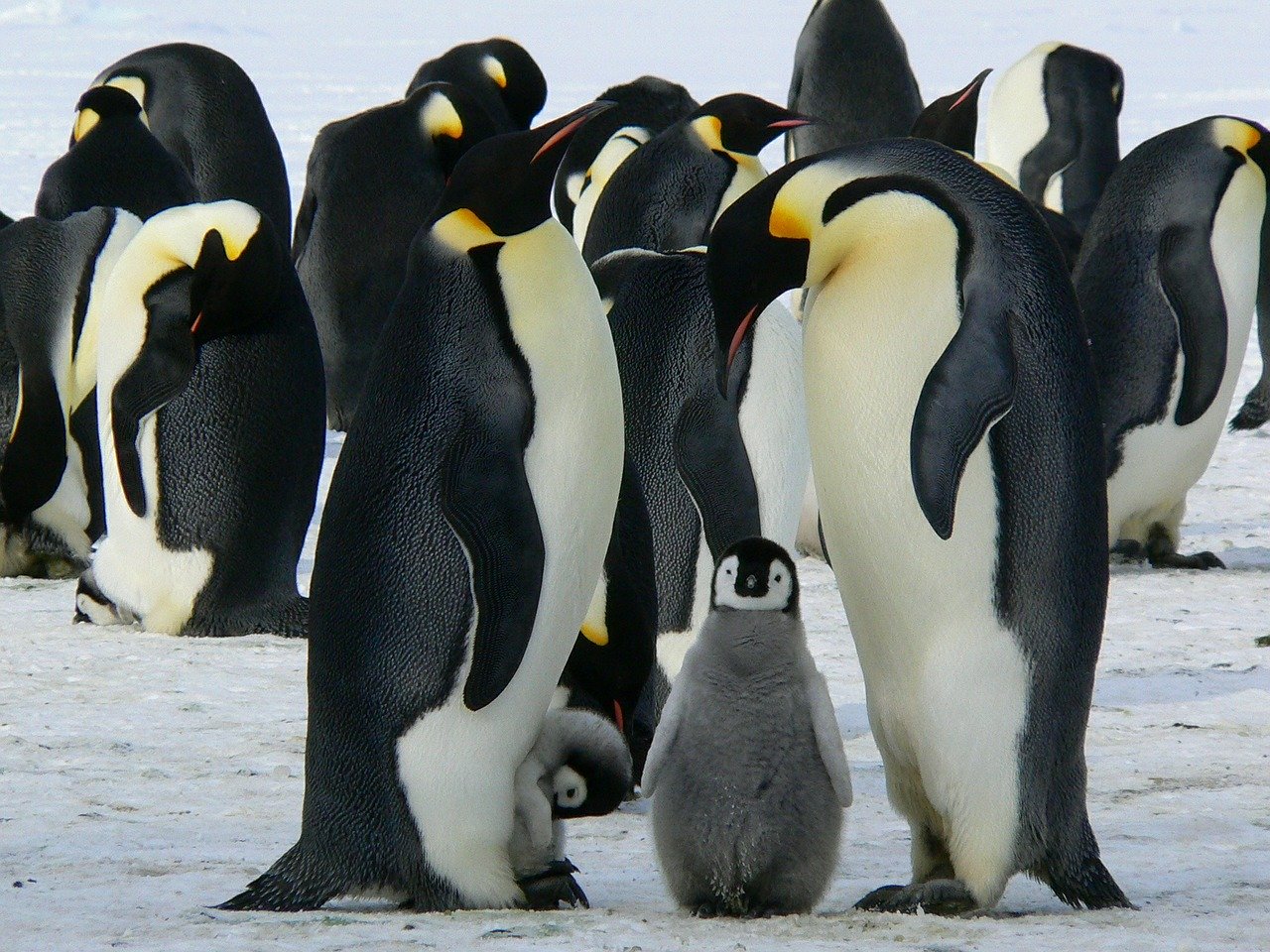 Le manchot empereur, animal symbole de l'antarctique