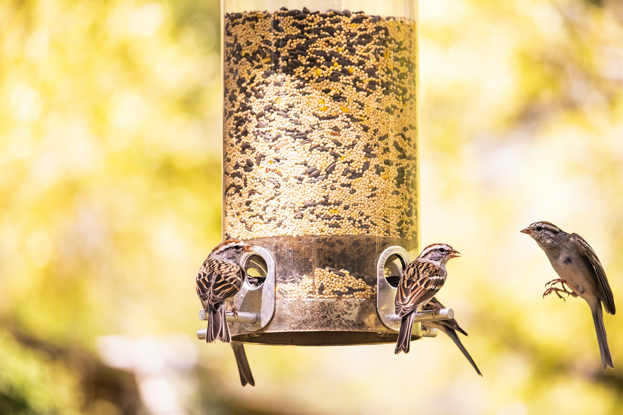 Mangeoire à silo ou tubulaires pour oiseaux des jardins