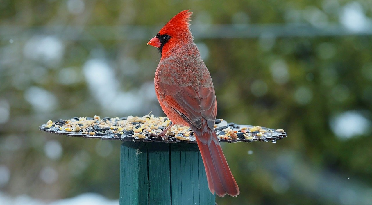 Mangeoire plateau pour nourrir les oiseaux des jardins