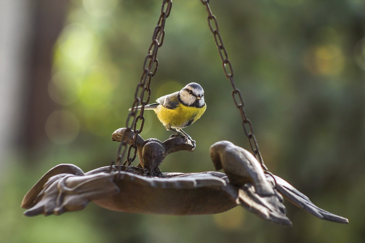 Installer une mangeoire à oiseaux dans mon jardin - Instinct Animal