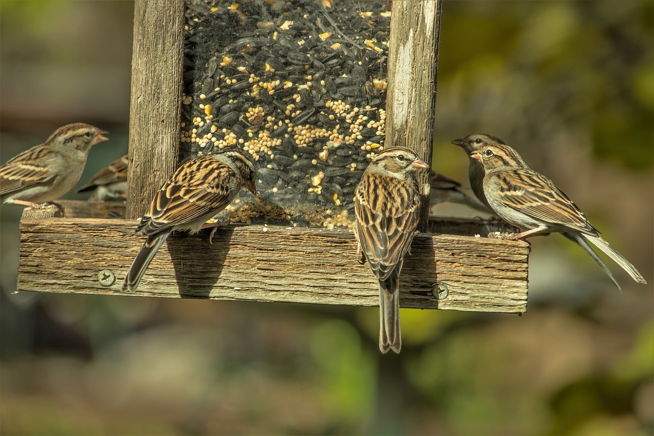 Installer des mangeoires à oiseaux : à vos risques et périls!