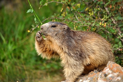 L'hibernation de la marmotte dure 5 à 6 mois