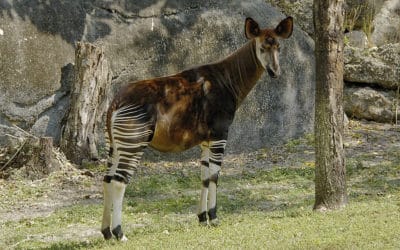 L’okapi, cet animal étrange et peu connu