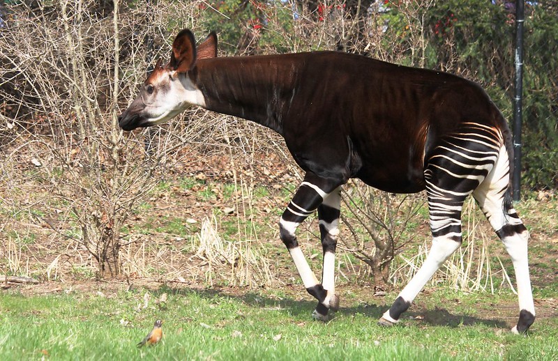 Okapi, mammifère de la famille des giraffidés, en danger d'extinction