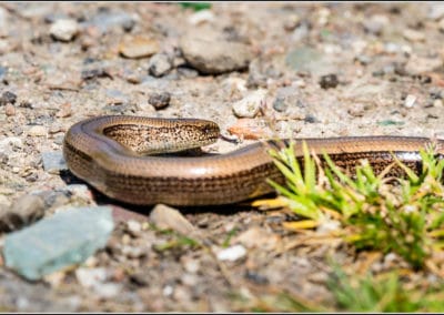 L'orvet fragile est un reptile semi fouisseur