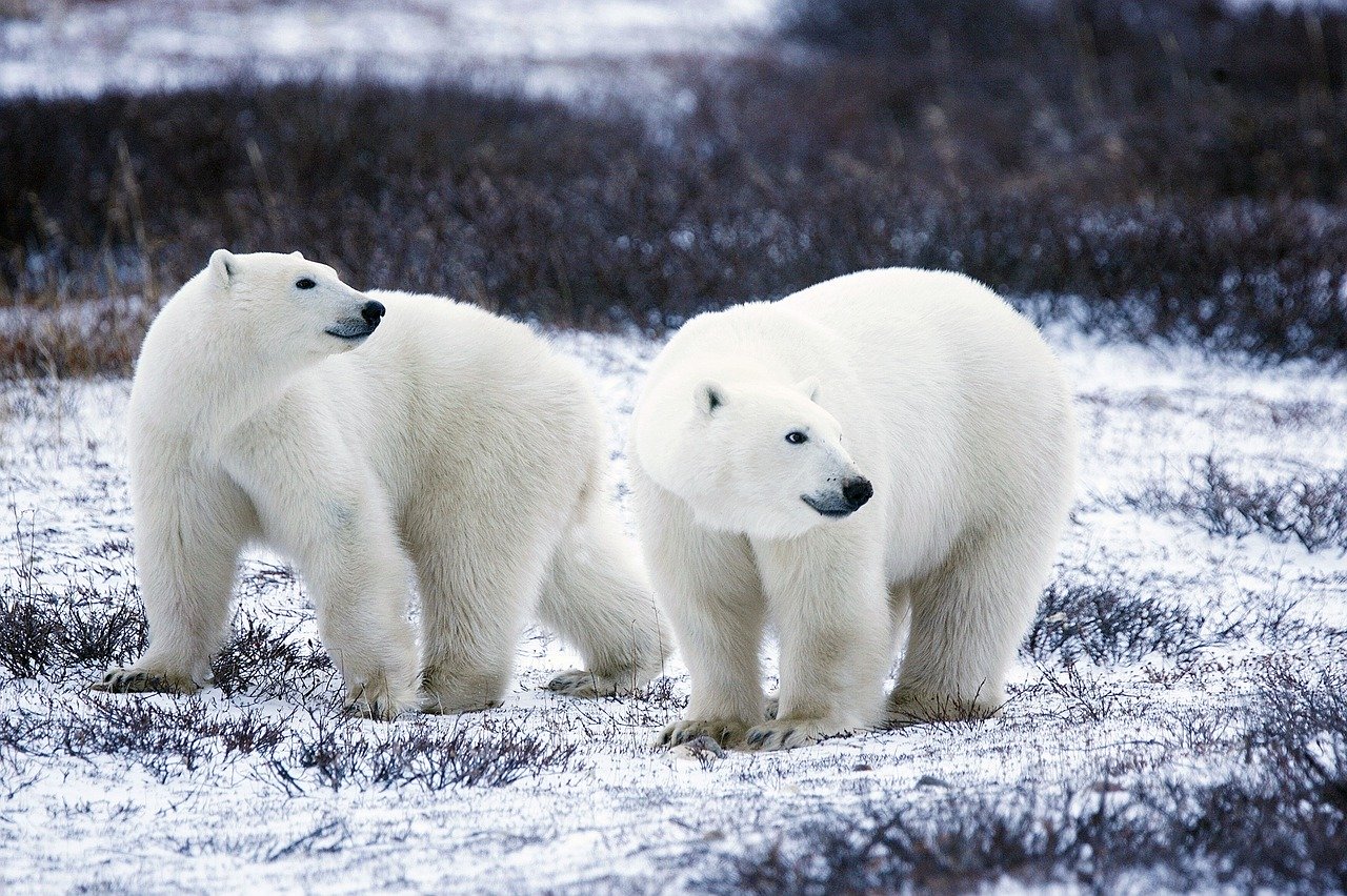 Ours polaire (ours blanc), plus grand carnivore terrestre