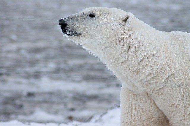 L'ours polaire mange de grande quantité de nourriture en vue de l'hiver
