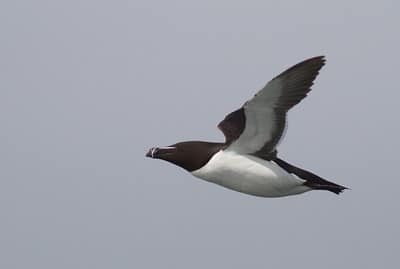 Le pingouin, oiseau capable de voler et de nager