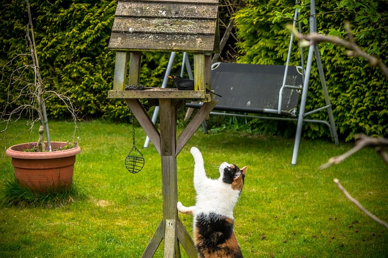 La prédation des chats sur les oiseaux des jardins