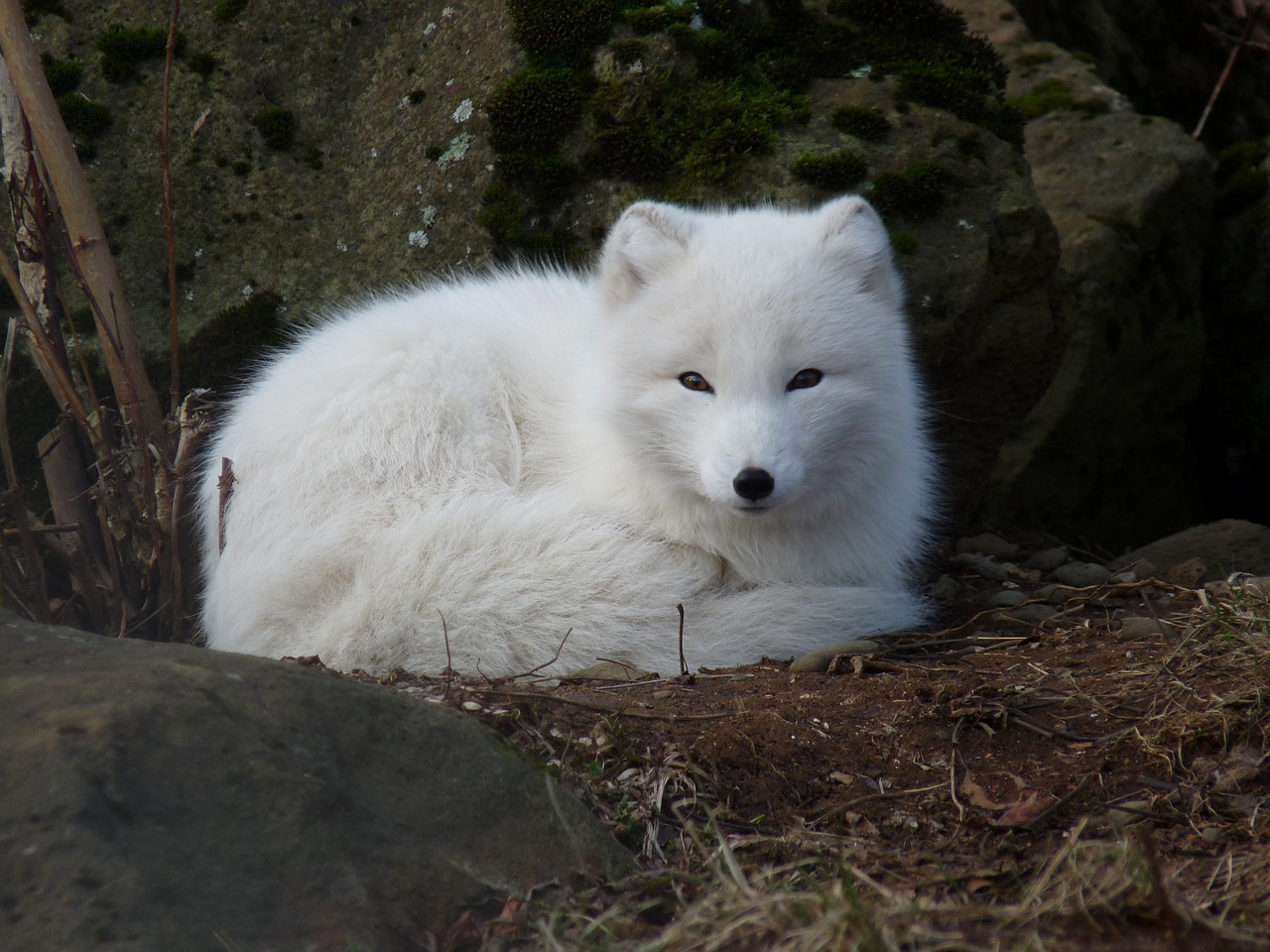 Le renard polaire, canidé sauvage à la fourrure blanche et épaisse