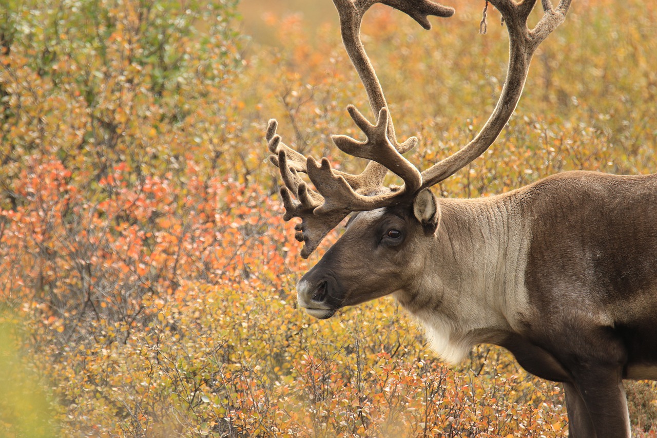 Le renne (caribou) migre en troupeau sur plusieurs milliers de km