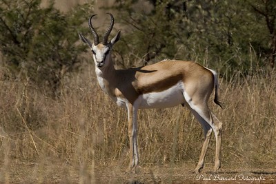 Le springbok, antilope la plus rapide d'Afrique