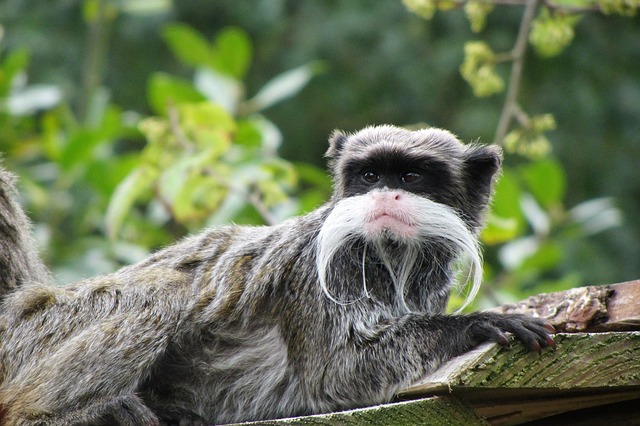 Tamarin empereur, singe à la longue barbe blanche