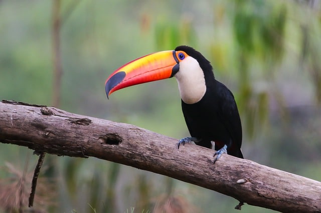 Toucan toco, oiseau au grand bec coloré d'Amérique du Sud
