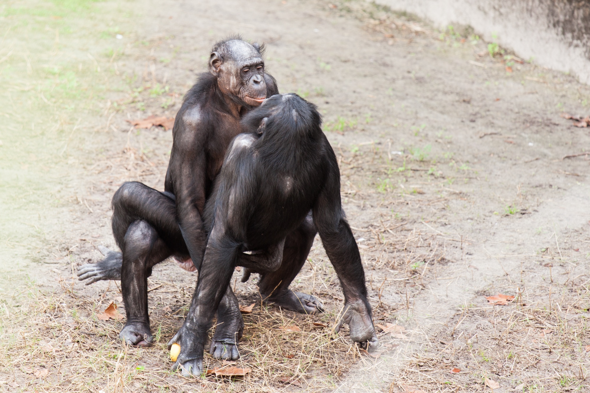 L'activité sexuelle des bonobos pour apaiser les tensions