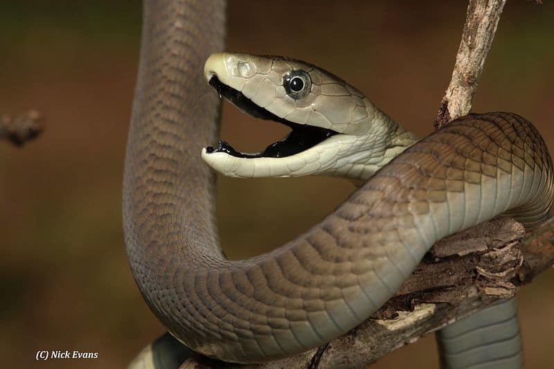 Le mamba noir est le serpent venimeux le plus dangereux au monde