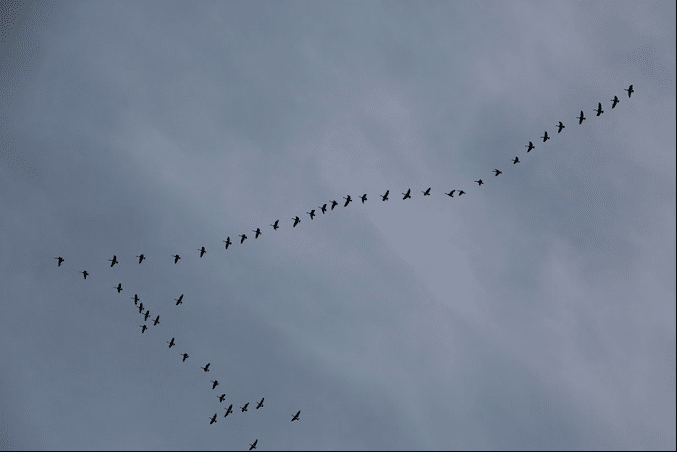 Le vol en V des oiseaux migrateurs permet de réduire les dépenses musculaires