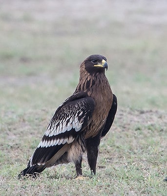 Un aigle criard posé ; oiseau rare en France