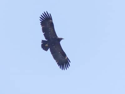 Aigle criard en vol, rapace diurne