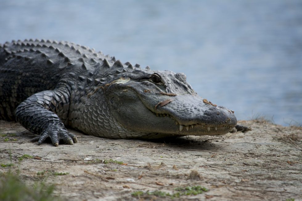 Différence entre le crocodile, le caïman et l'alligator Instinct Animal — free download