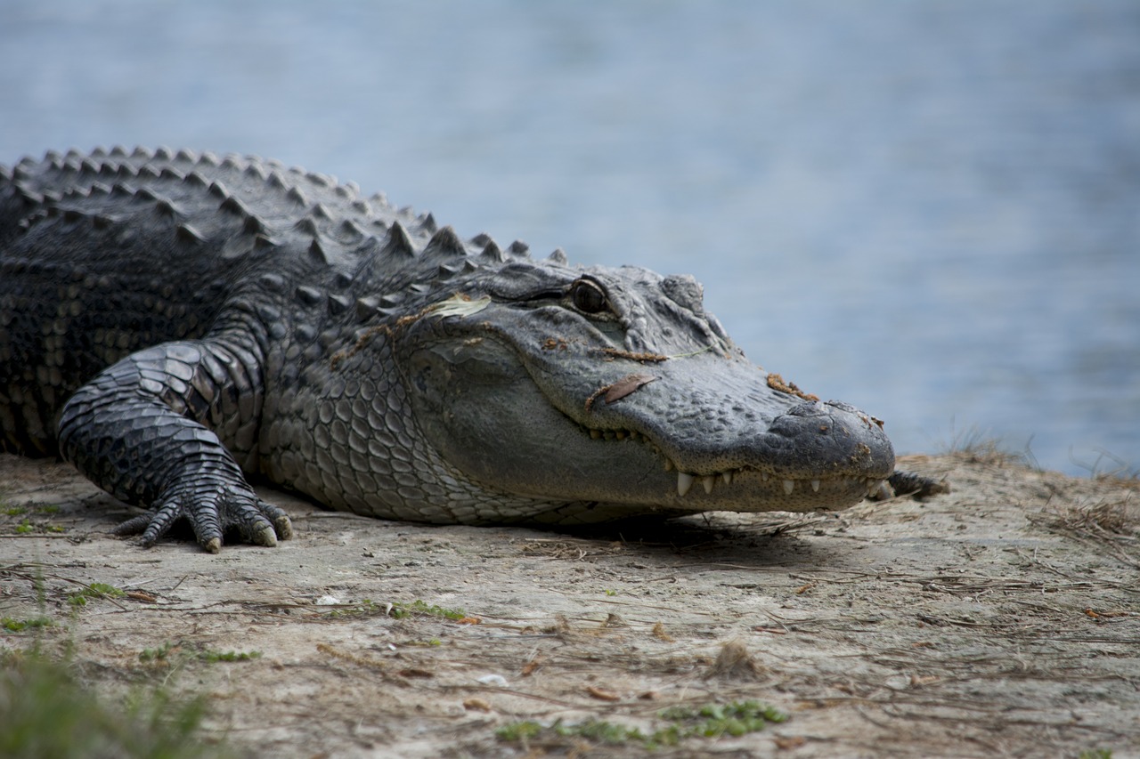 Alligator avec sa mâchoire supérieure plus large
